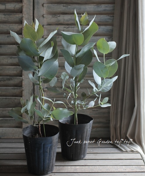 ユーカリ 『マクロカルパ』 | すべての商品 | | Junk sweet Garden tef