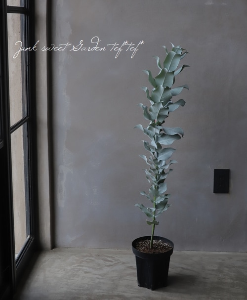 ユーカリ 『マクロカルパ』 | すべての商品 | | Junk sweet Garden tef