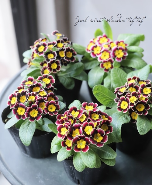 プリムラテ PMXTREME_Callout_1080x.jpg?v=