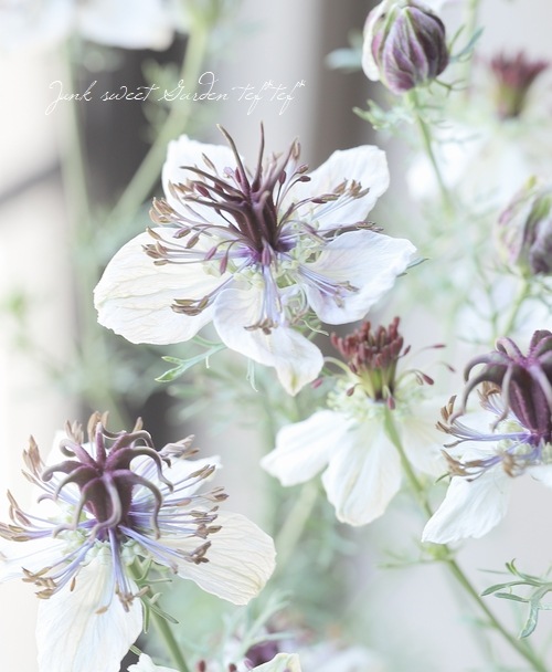 特価クレオパトラ黒多弁ソレイユ交配発芽苗C Yahoo!オークション - 224 特選 クレオパトラ 最新交配 ブラック系超多