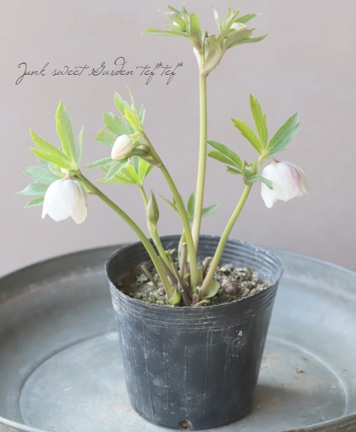 大和園】 クリスマスローズ 『ほんのりピンク・ホワイトセミダブル