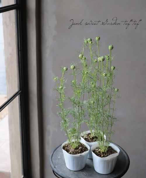 ニゲラ・パピロサ 『アフリカンブライド』 植え込み用苗 | すべての