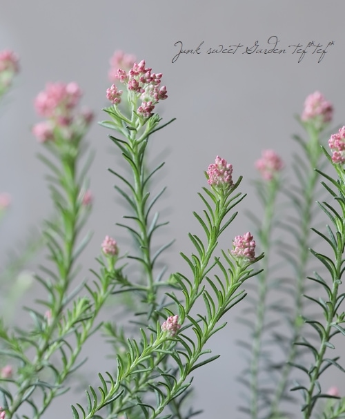 ライスフラワー 『ピンク』 | すべての商品 | | Junk sweet Garden tef