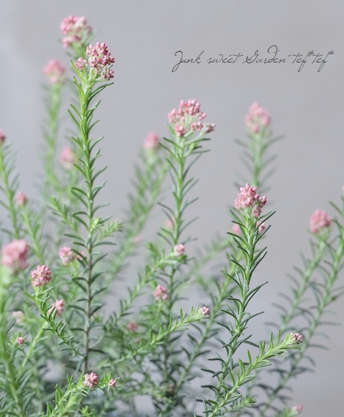 teftefさま専用 property-madagascar.com