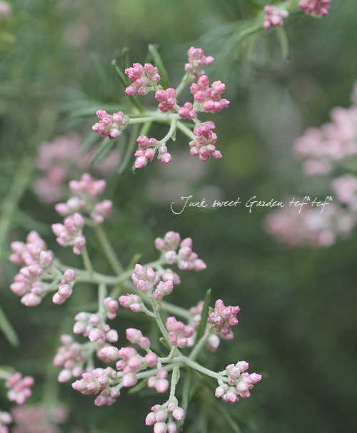 ライスフラワー 『ピンク』 | すべての商品 | | Junk sweet Garden tef