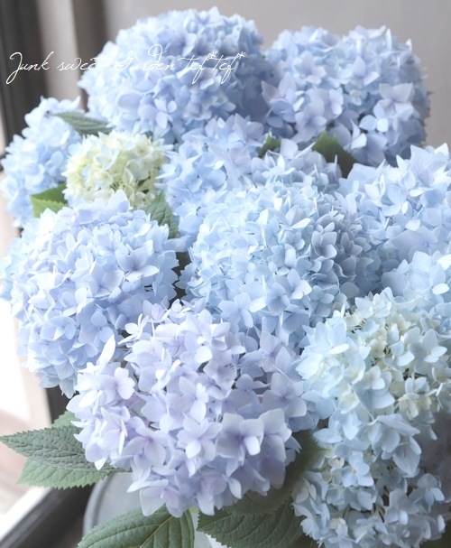 二季咲き紫陽花 『エンドレスサマー』 ブルー | すべての商品 | | Junk