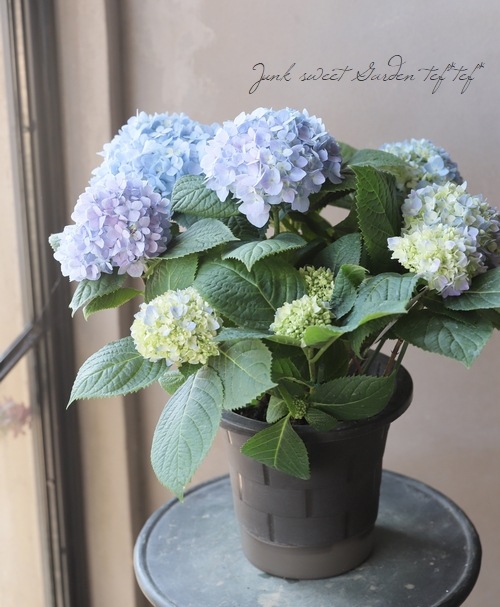 二季咲き紫陽花 『エンドレスサマー』 ブルー | すべての商品 | | Junk