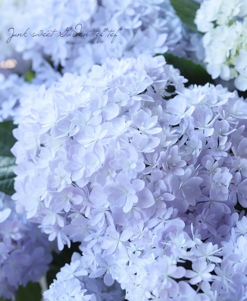 紫陽花 桜のころ 特大サイズ すべての商品 Junk Sweet Garden Tef Tef