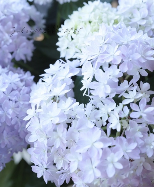紫陽花 桜のころ 特大サイズ すべての商品 Junk Sweet Garden Tef Tef