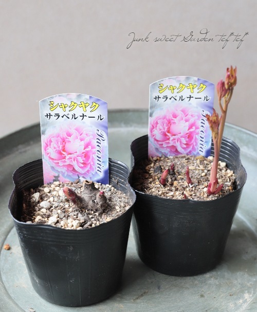 埼玉県川口市内 直接引き取り限定　芍薬の鉢植え（サラ・ベルナール） 芍薬 『サラベルナール』 | すべての商品 | | Junk sweet Garden tef*tef*