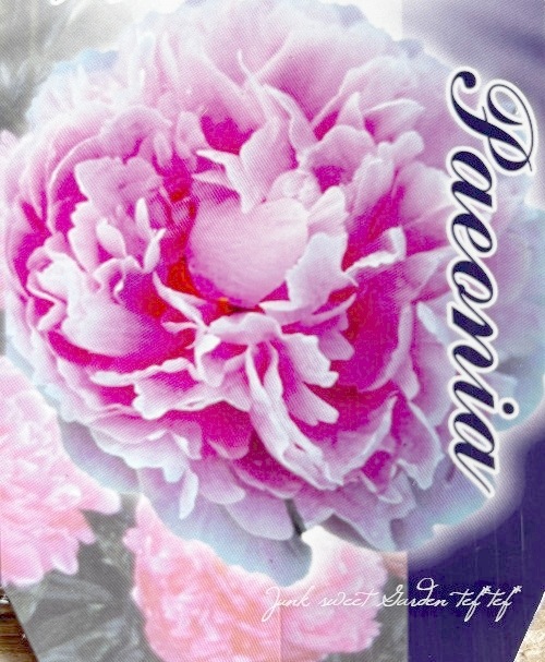 芍薬 『サラベルナール』 | すべての商品 | | Junk sweet Garden tef*tef*