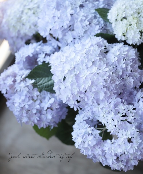 紫陽花 桜のころ 特大サイズ すべての商品 Junk Sweet Garden Tef Tef