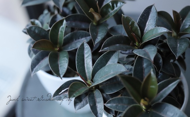 観葉植物】フィカス 『マイクロゴム』 | すべての商品 | | Junk sweet