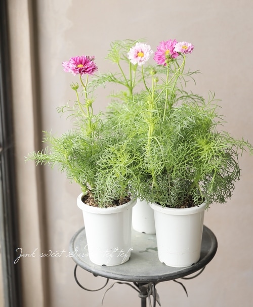 八重咲きコスモス・ダブルクリック 『バイカラー』 | すべての商品