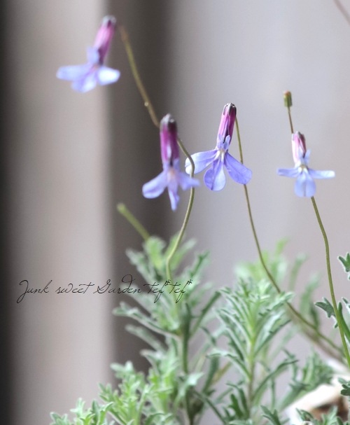 ٥ꥢ إץ󥻥֥롼 ١