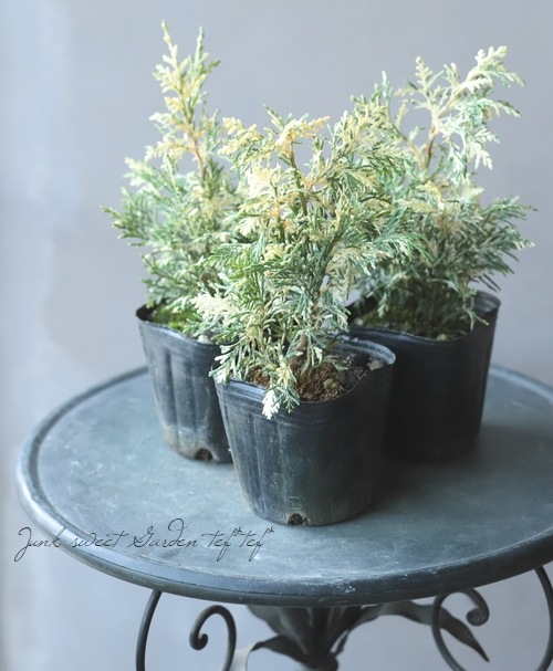 ޥѥꥹʥ᥷ѥꥹꥳ˥եإѡ륹