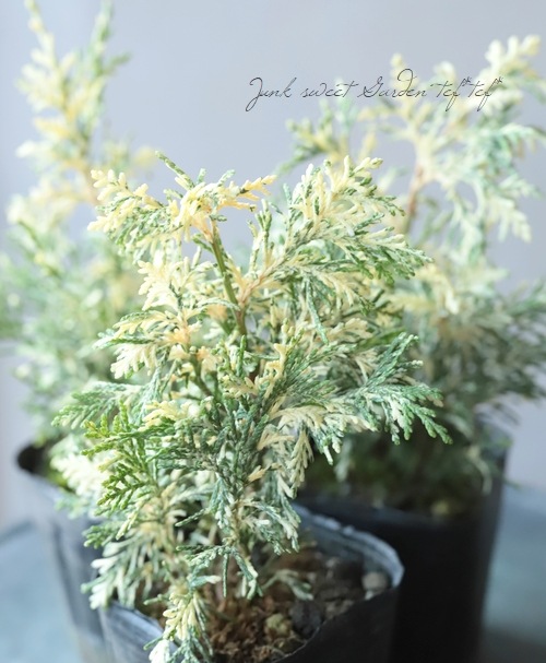 ޥѥꥹʥ᥷ѥꥹꥳ˥եإѡ륹