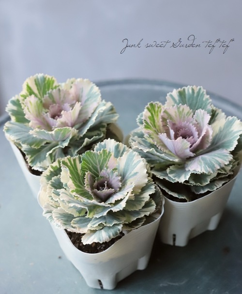 ���ղ�ð����˨�֥ޡ��֥�� 1��Ω��