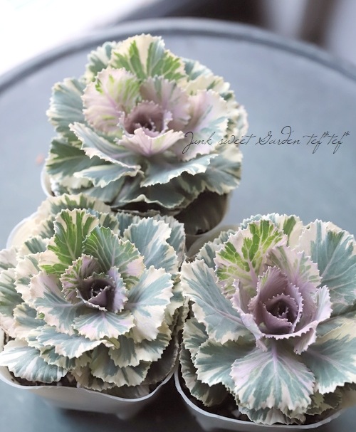 ���ղ�ð����˨�֥ޡ��֥�� 1��Ω��