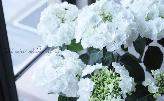 八重咲き紫陽花 ポージーブーケ グレイス すべての商品 Junk Sweet Garden Tef Tef 八重咲き紫陽花 ポージーブーケ グレイス すべての商品 Junk Sweet Garden Tef Tef