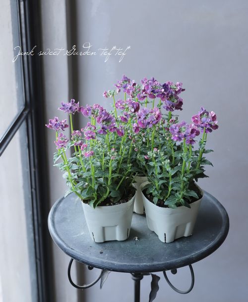 �ɺ��ͥ᥷�����إѡ��ץ��