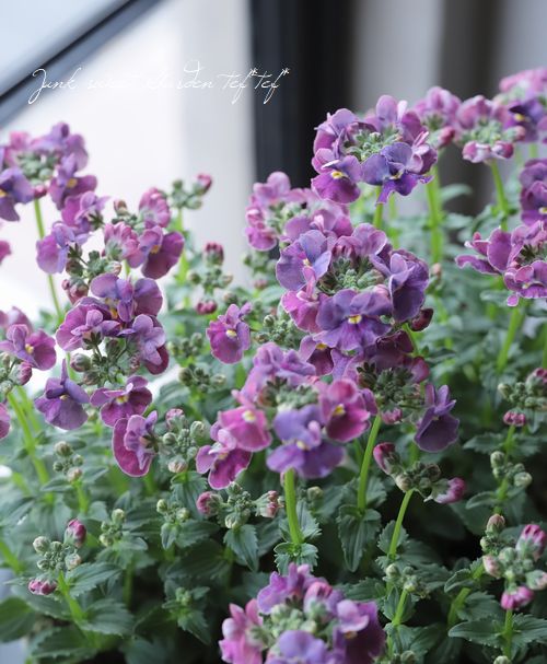 �ɺ��ͥ᥷�����إѡ��ץ��