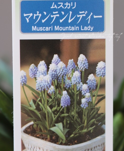 □【球根植物】 2色咲きのムスカリ 『マウンテンレディ』 | すべての