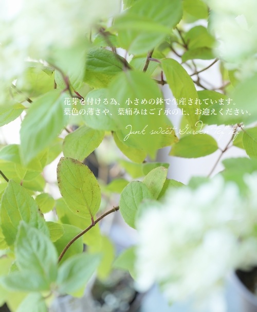 ピラミッド紫陽花 ノリウツギ ボブシェル 希少 すべての商品 Junk Sweet Garden Tef Tef ピラミッド紫陽花 ノリウツギ ボブシェル 希少 すべての商品 Junk Sweet Garden Tef Tef