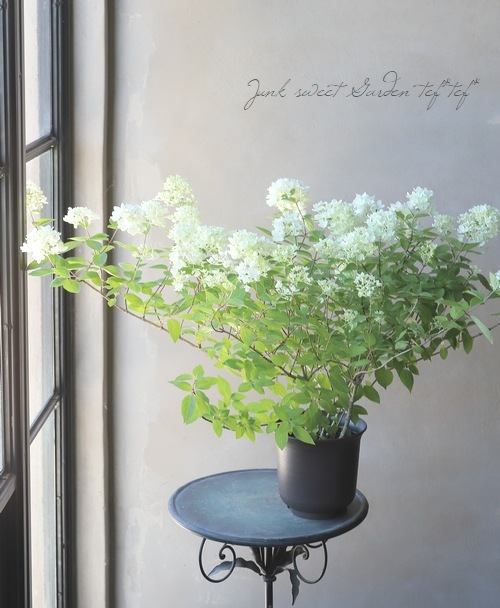 ピラミッド紫陽花・ノリウツギ 『ボブシェル』 希少！ | すべての商品