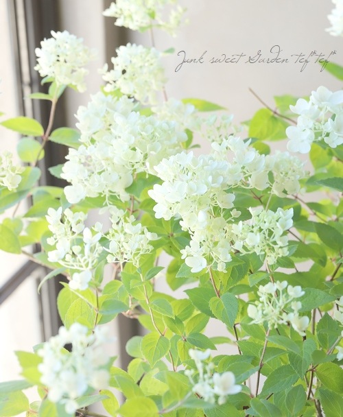 ピラミッド紫陽花 ノリウツギ ボブシェル 希少 すべての商品 Junk Sweet Garden Tef Tef ピラミッド紫陽花 ノリウツギ ボブシェル 希少 すべての商品 Junk Sweet Garden Tef Tef