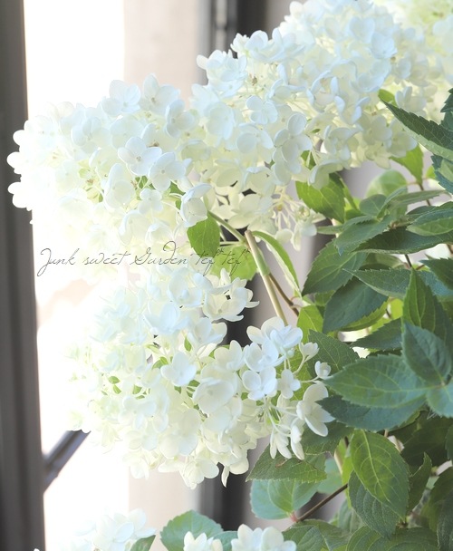 ピラミッド紫陽花 ノリウツギ ボブシェル 希少 すべての商品 Junk Sweet Garden Tef Tef ピラミッド紫陽花 ノリウツギ ボブシェル 希少 すべての商品 Junk Sweet Garden Tef Tef