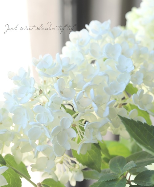 ピラミッド紫陽花 ノリウツギ ボブシェル 希少 すべての商品 Junk Sweet Garden Tef Tef ピラミッド紫陽花 ノリウツギ ボブシェル 希少 すべての商品 Junk Sweet Garden Tef Tef