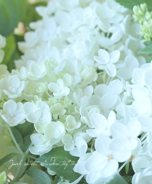 ピラミッド紫陽花 ノリウツギ ボブシェル 希少 すべての商品 Junk Sweet Garden Tef Tef ピラミッド紫陽花 ノリウツギ ボブシェル 希少 すべての商品 Junk Sweet Garden Tef Tef