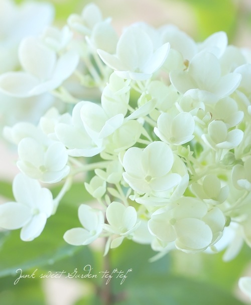 切花　紫陽花　ダズル　1本　サムライ2本 MJM-BC-FUYUZAKURA WSE'22/E | Deviser ｜株式会社ディバイザー