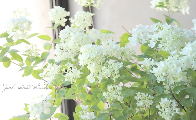 ピラミッド紫陽花 ノリウツギ ボブシェル 希少 すべての商品 Junk Sweet Garden Tef Tef ピラミッド紫陽花 ノリウツギ ボブシェル 希少 すべての商品 Junk Sweet Garden Tef Tef