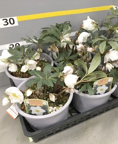よ*ん様 クリスマスローズ　菊咲き　白 クリスマスローズ 『八重咲きニゲル』 白花 | すべての商品 | | Junk