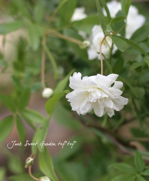 ☘️匿名発送☘️　芳香性　白モッコウバラ　挿し穂✕８本 (１０～１５cm) 期間限定】モッコウバラ 黄＆白☆挿し穂 さし穂 挿し木 さし木用 10本