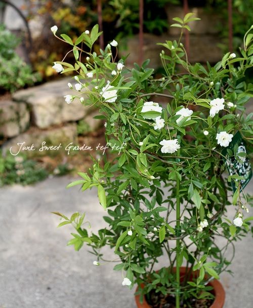 ☘️匿名発送☘️　芳香性　白モッコウバラ　挿し穂✕８本 (１０～１５cm) 薔薇 モッコウバラ 挿し穂 黄色 白色各8本 ネコポス匿名発送 - メルカリ