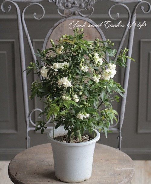 白モッコウバラ』 トゲがない！ | すべての商品 | | Junk sweet Garden