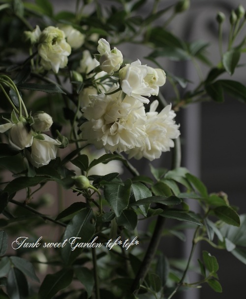 白モッコウバラ』 トゲがない！ | すべての商品 | | Junk sweet Garden