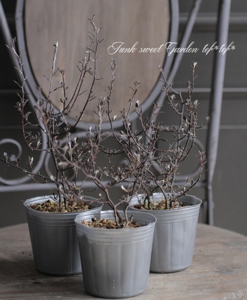 コロキア・コトネアスター 『ワイヤースター』 | すべての商品