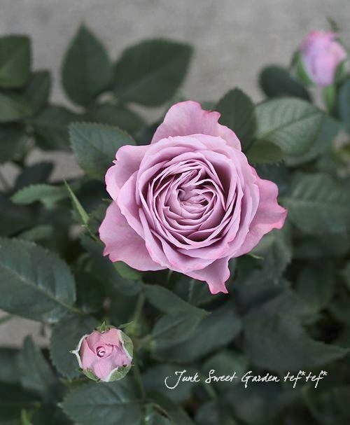 ミニバラ パレードシリーズ ラミー すべての商品 Junk Sweet Garden Tef Tef