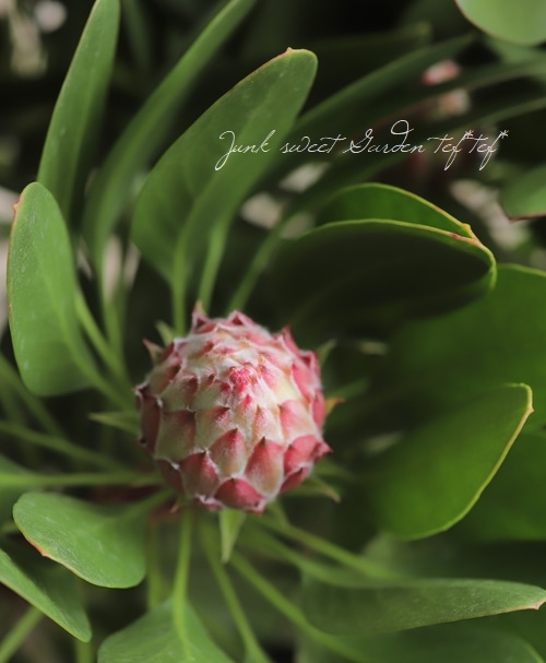 キングプロテア 『リトルプリンス』 オーストラリアンプランツ