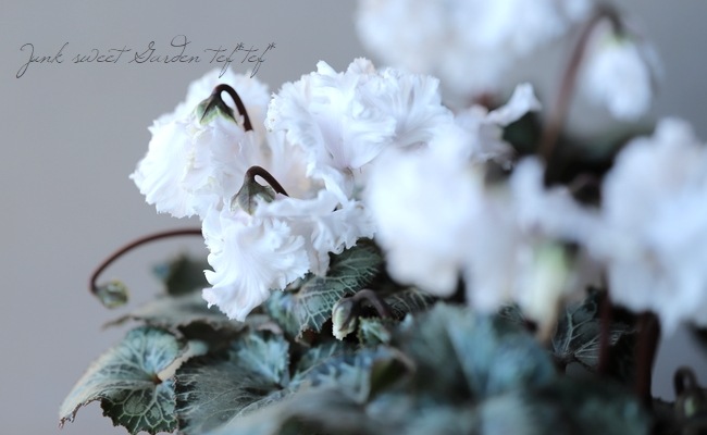 ڰΥǥߥ˥󡡥ե뤬İإ٥åޡ٥ۥ磻ȷ