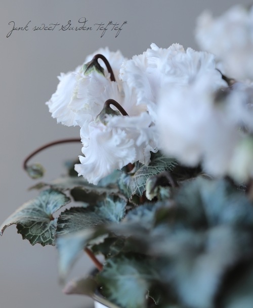 ڰΥǥߥ˥󡡥ե뤬İإ٥åޡ٥ۥ磻ȷ