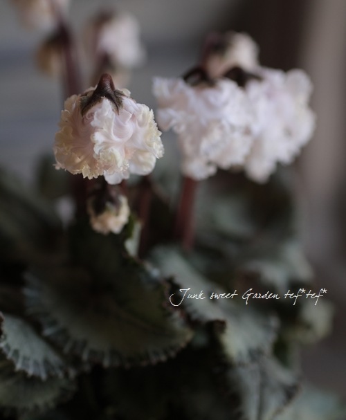 ڰΥǥߥ˥󡡥ե뤬İإ٥åޡ٥ۥ磻ȷ