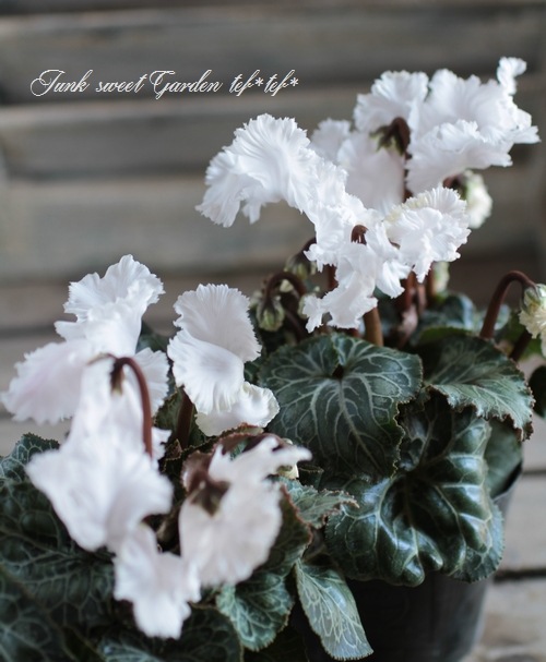 ڰΥǥߥ˥󡡥ե뤬İإ٥åޡ٥ۥ磻ȷ