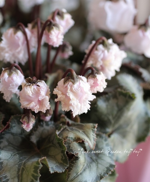 ڰΥǥߥ˥󡡥ե뤬İإ٥åޡ٥ۥ磻ȷ