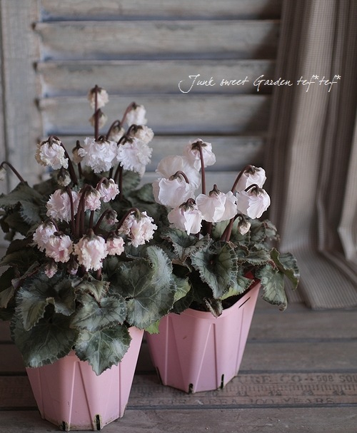 ڰΥǥߥ˥󡡥ե뤬İإ٥åޡ٥ۥ磻ȷ