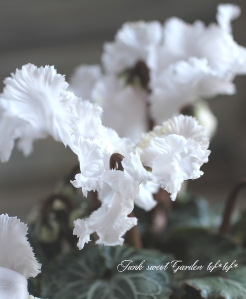 ڰΥǥߥ˥󡡥ե뤬İإ٥åޡ٥ۥ磻ȷ